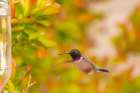 USA, New Mexico. Black-chinned hummingbird at feeder. Art Print
